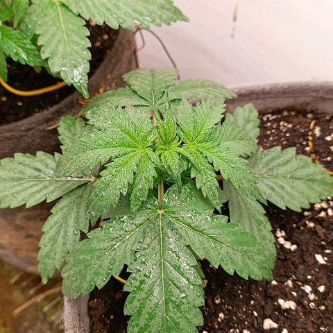 Джонни Кейдж 2  growlog timeline photo