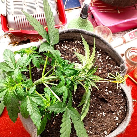 Джонни Кейдж 2  growlog timeline photo
