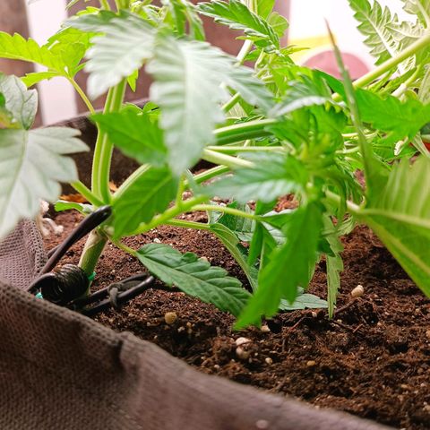 Джонни Кейдж 2  growlog timeline photo