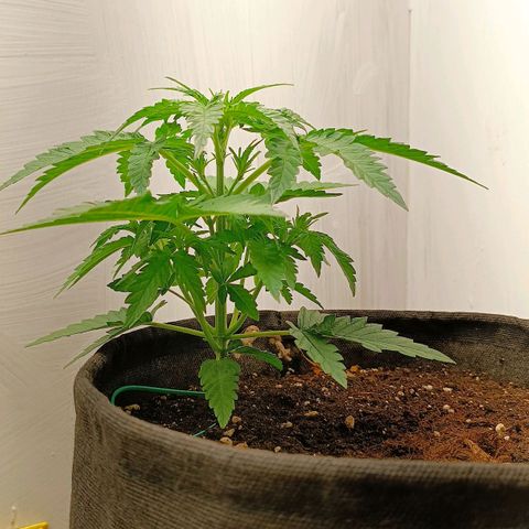 Джонни Кейдж 2  growlog timeline photo