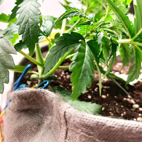 Джонни Кейдж 2  growlog timeline photo