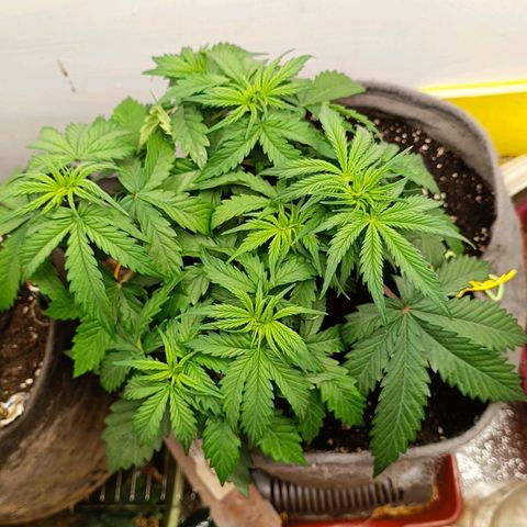 Джонни Кейдж 2  growlog timeline photo