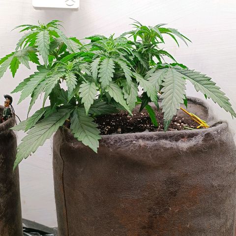 Джонни Кейдж 2  growlog timeline photo