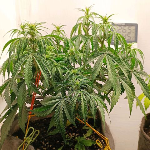 Джонни Кейдж 2  growlog timeline photo