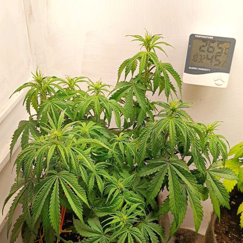 Джонни Кейдж 2  growlog timeline photo
