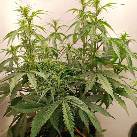 Джонни Кейдж 2  growlog timeline photo