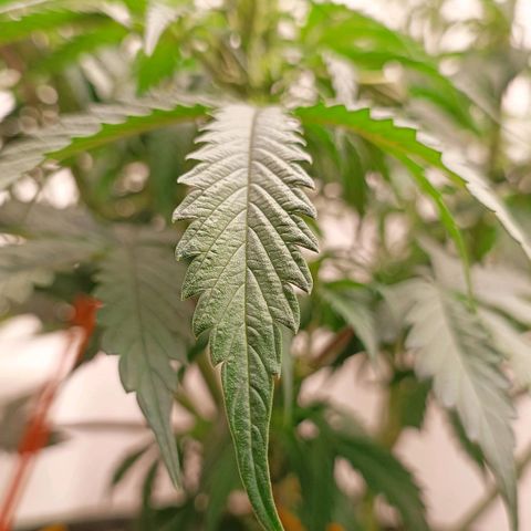 Джонни Кейдж 2  growlog timeline photo