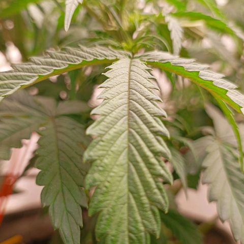 Джонни Кейдж 2  growlog timeline photo