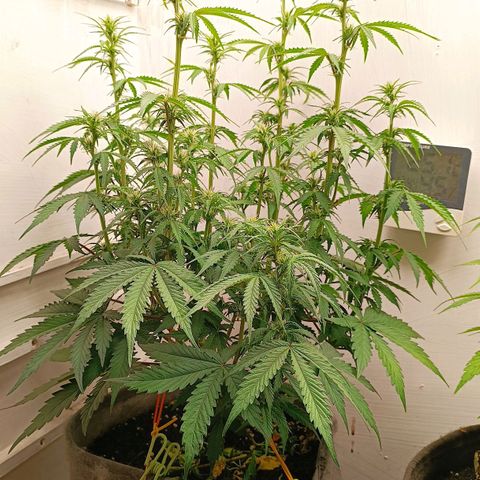 Джонни Кейдж 2  growlog timeline photo
