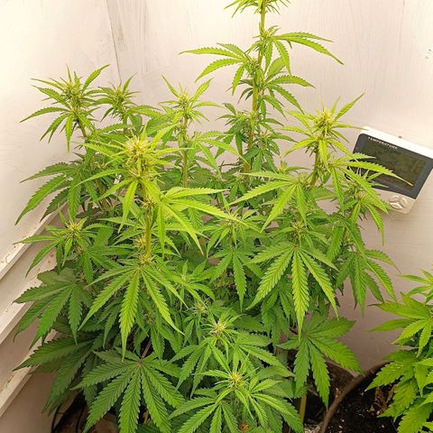 Джонни Кейдж 2  growlog timeline photo