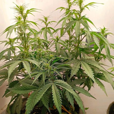 Джонни Кейдж 2  growlog timeline photo