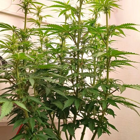 Джонни Кейдж 2  growlog timeline photo