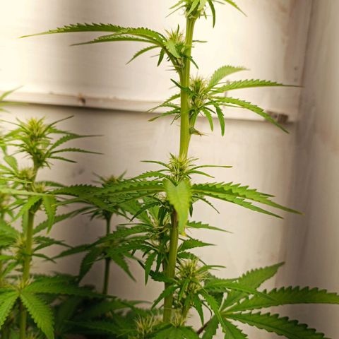 Джонни Кейдж 2  growlog timeline photo