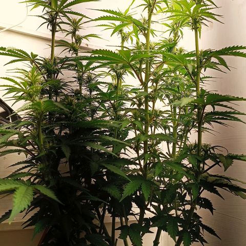 Джонни Кейдж 2  growlog timeline photo