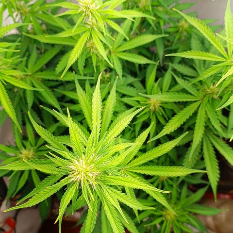 Джонни Кейдж 2  growlog timeline photo