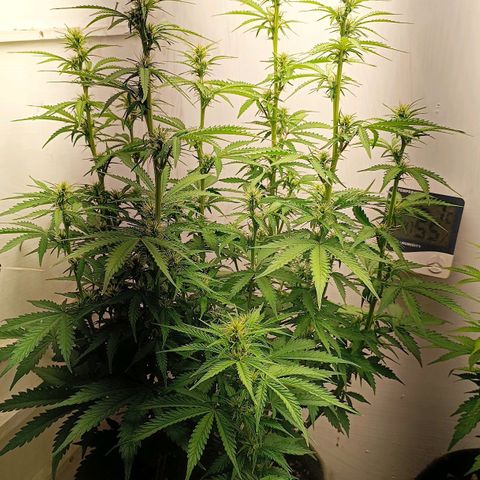 Джонни Кейдж 2  growlog timeline photo