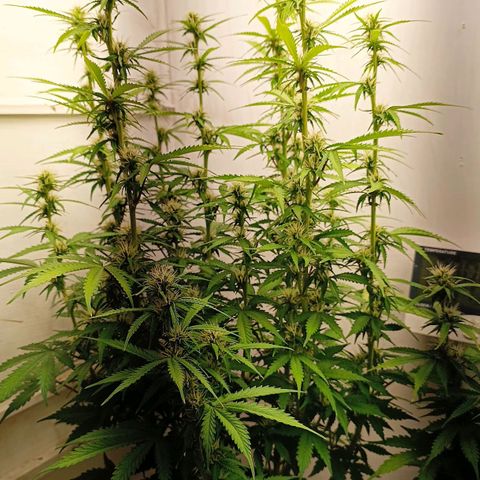 Джонни Кейдж 2  growlog timeline photo