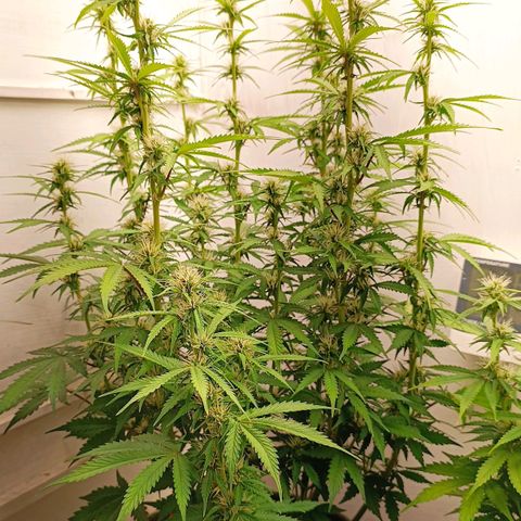 Джонни Кейдж 2  growlog timeline photo