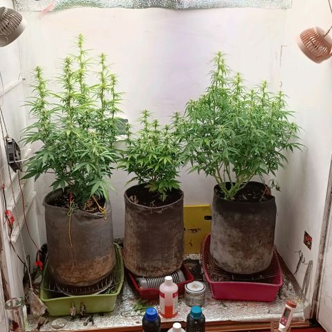 Джонни Кейдж 2  growlog timeline photo