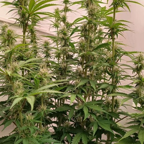 Джонни Кейдж 2  growlog timeline photo