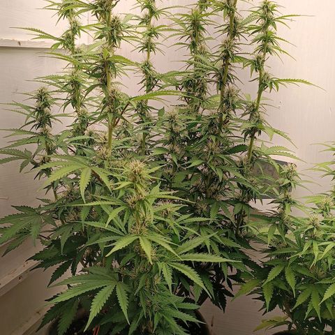 Джонни Кейдж 2  growlog timeline photo
