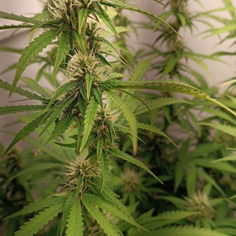 Джонни Кейдж 2  growlog timeline photo