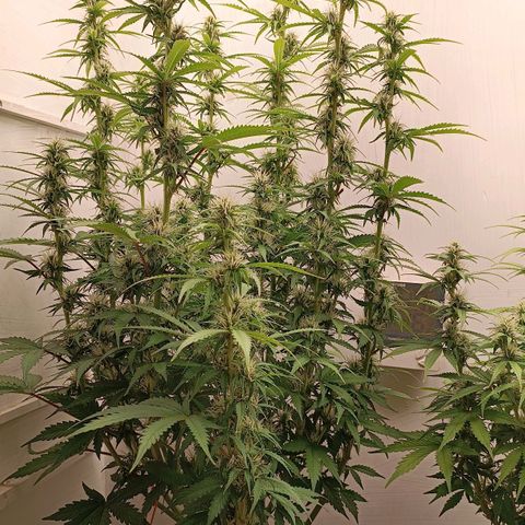 Джонни Кейдж 2  growlog timeline photo