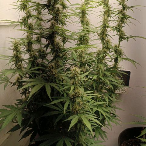 Джонни Кейдж 2  growlog timeline photo