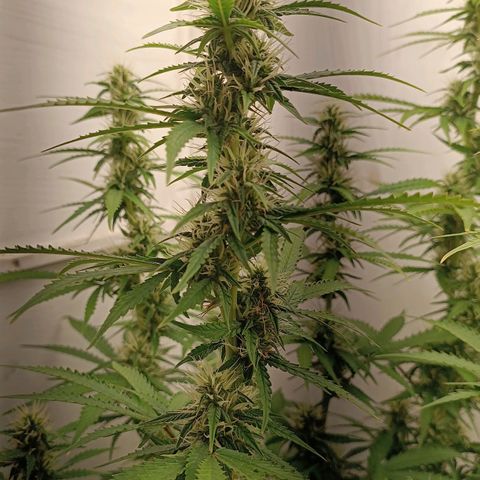 Джонни Кейдж 2  growlog timeline photo