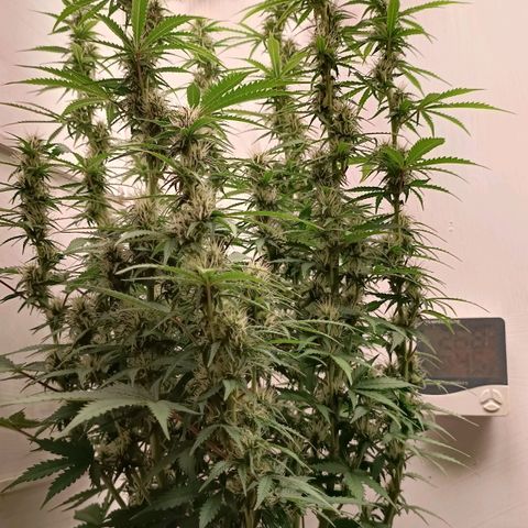 Джонни Кейдж 2  growlog timeline photo
