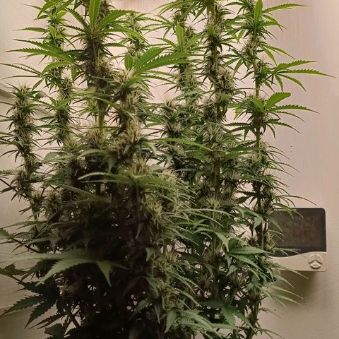Джонни Кейдж 2  growlog timeline photo