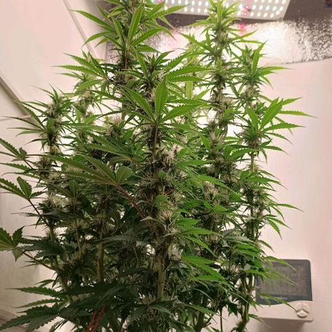 Джонни Кейдж 2  growlog timeline photo