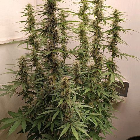 Джонни Кейдж 2  growlog timeline photo