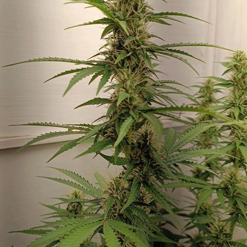 Джонни Кейдж 2  growlog timeline photo