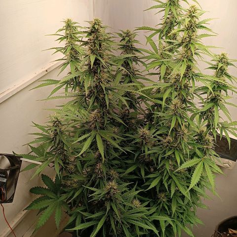 Джонни Кейдж 2  growlog timeline photo