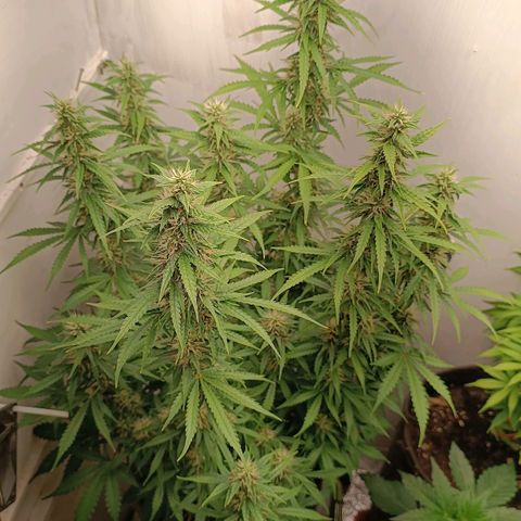 Джонни Кейдж 2  growlog timeline photo
