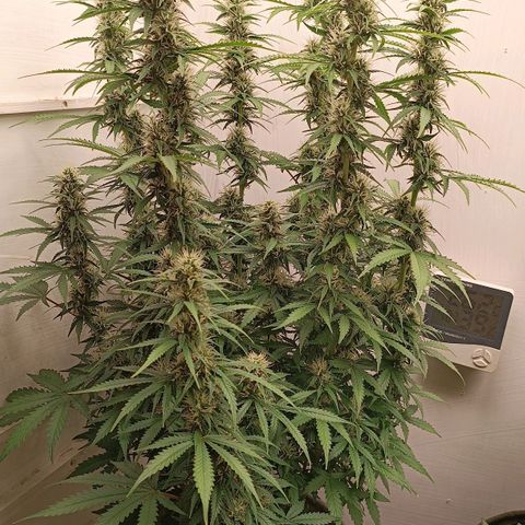 Джонни Кейдж 2  growlog timeline photo