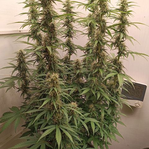 Джонни Кейдж 2  growlog timeline photo