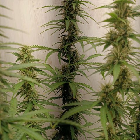 Джонни Кейдж 2  growlog timeline photo