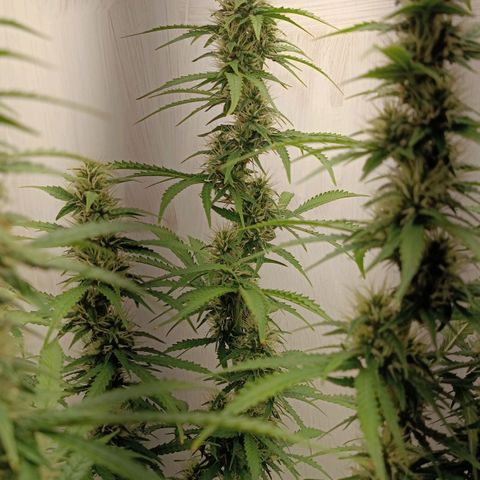 Джонни Кейдж 2  growlog timeline photo