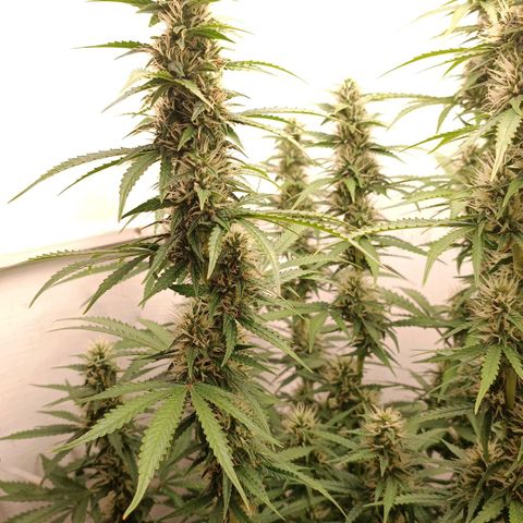 Джонни Кейдж 2  growlog timeline photo