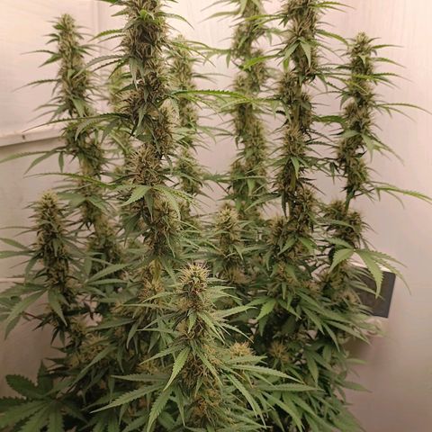 Джонни Кейдж 2  growlog timeline photo