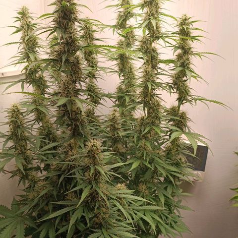 Джонни Кейдж 2  growlog timeline photo