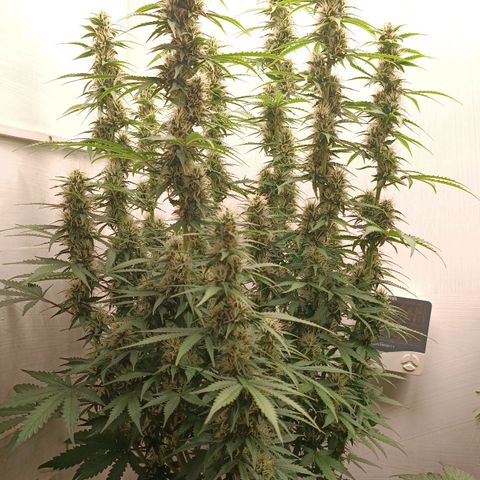 Джонни Кейдж 2  growlog timeline photo
