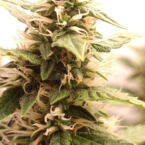 Джонни Кейдж 2  growlog timeline photo