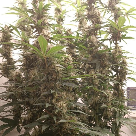 Джонни Кейдж 2  growlog timeline photo