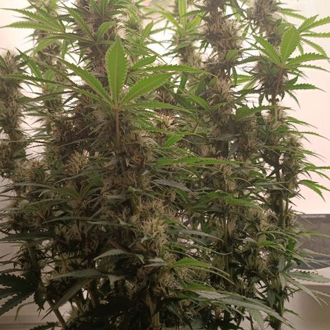 Джонни Кейдж 2  growlog timeline photo