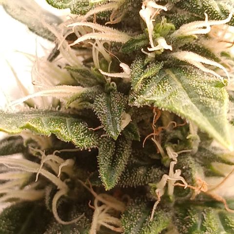 Джонни Кейдж 2  growlog timeline photo