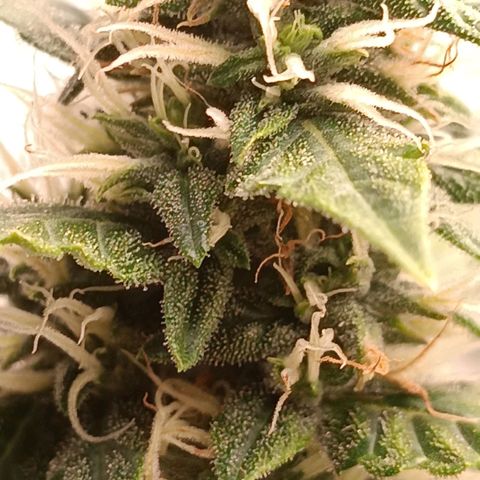 Джонни Кейдж 2  growlog timeline photo