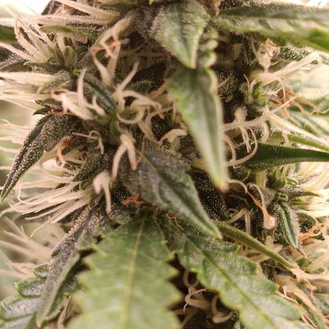 Джонни Кейдж 2  growlog timeline photo